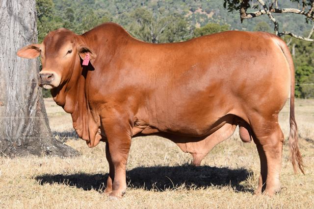 Bryvonlea Saffron